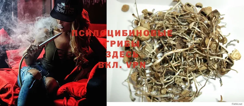 МЕГА ТОР  Муром  Псилоцибиновые грибы GOLDEN TEACHER 