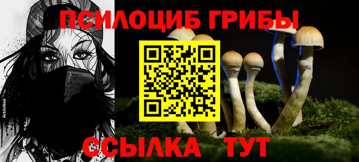 Псилоцибиновые грибы Psilocybe Муром